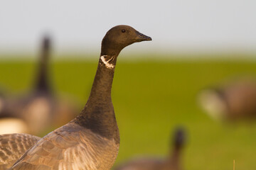 Rotgans, Dark-bellied Brent Goose, Branta bernicla bernicla