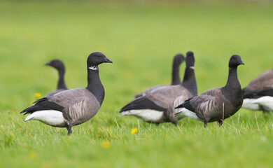 Rotgans, Dark-bellied Brent Goose, Branta bernicla bernicla