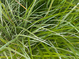 close up view of tall grass and ground cover in bright natural sunlight with deep shadows