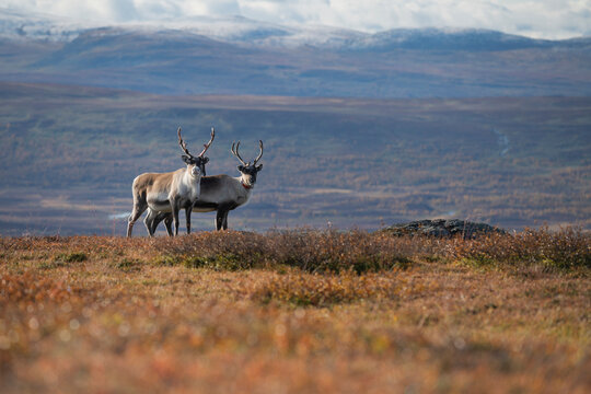 Two reindeer look at camera in autumn mountain landscape along Kungsleden Trail, Lapland, Sweden