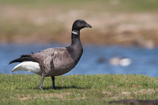 Rotgans, Dark-bellied Brent Goose, Branta bernicla bernicla