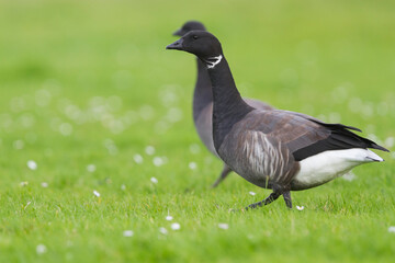Rotgans, Dark-bellied Brent Goose, Branta bernicla bernicla