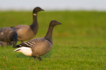 Rotgans, Dark-bellied Brent Goose, Branta bernicla bernicla