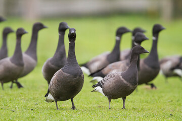 Rotgans, Dark-bellied Brent Goose, Branta bernicla bernicla