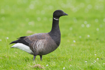 Rotgans, Dark-bellied Brent Goose, Branta bernicla bernicla