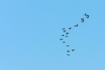 Rotgans, Dark-bellied Brent Goose, Branta bernicla bernicla