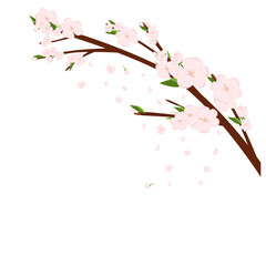 Cherry sakura blossom branch with falling petals, tree. Flowers and petals. Pink asian vector art.