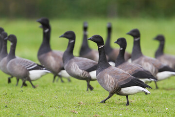 Rotgans, Dark-bellied Brent Goose, Branta bernicla bernicla