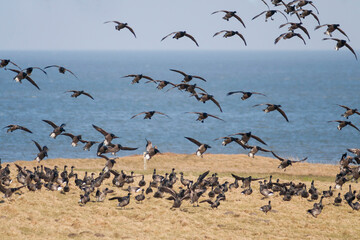 Rotgans, Dark-bellied Brent Goose, Branta bernicla bernicla