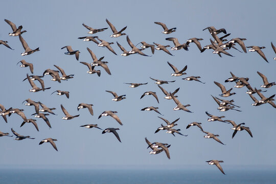 Rotgans, Dark-bellied Brent Goose, Branta bernicla bernicla