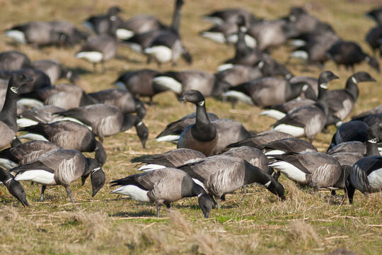 Rotgans, Dark-bellied Brent Goose, Branta bernicla bernicla