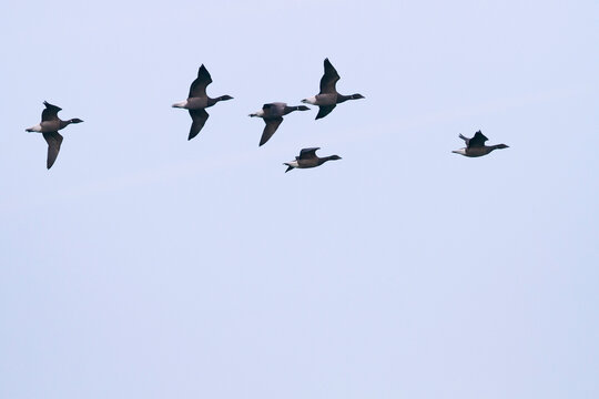 Rotgans, Dark-bellied Brent Goose, Branta bernicla bernicla