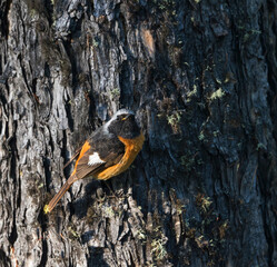 Spiegelroodstaart, Daurian Redstart, Phoenicurus auroreus