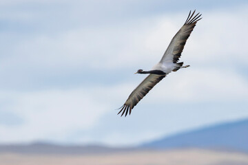 Jufferkraanvogel, Demoiselle Crane, Anthropoides virgo