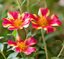 Portulaca (purslane). Beautiful flowers close up