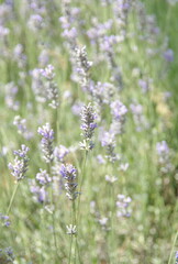 Field of Lavender, Lavandula angustifolia, Lavandula officinalis 