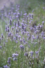 Fototapeta premium Field of Lavender, Lavandula angustifolia, Lavandula officinalis 