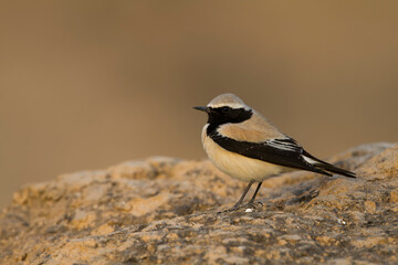 Woestijntapuit, Desert Wheatear, Oenanthe deserti