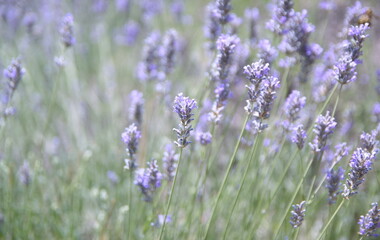 Field of Lavender, Lavandula angustifolia, Lavandula officinalis 