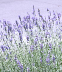 Obraz premium Field of Lavender, Lavandula angustifolia, Lavandula officinalis 