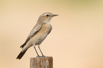 Woestijntapuit, Desert Wheatear, Oenanthe deserti