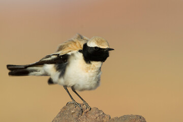 Woestijntapuit, Desert Wheatear, Oenanthe deserti homochroa