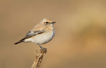 Woestijntapuit, Desert Wheatear, Oenanthe deserti homochroa