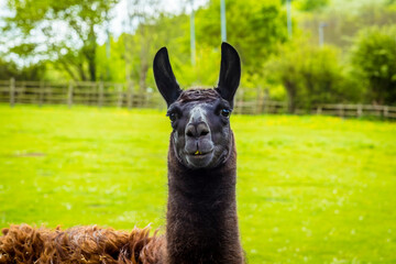 A cute black and brown alpaca on a farm in Worksop, UK on a spring day, shot with face focus and blurred background