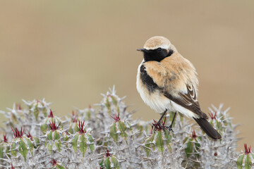 Woestijntapuit, Desert Wheatear, Oenanthe deserti homochroa