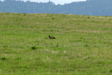 Lesser spotted eagle in Low Beskids, Poland