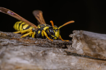 Macro of a wasp Polistes on a branch