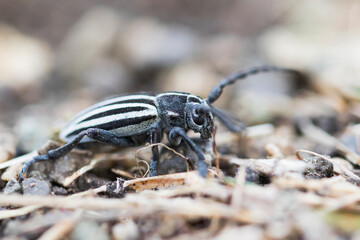 Dorcadion scopolii