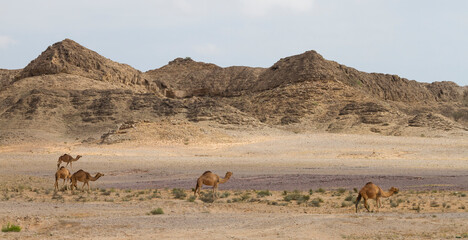 Fototapeta na wymiar Dromedary at Al Mughsayl, Oman
