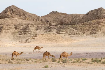 Foto op Plexiglas Dromedary at Al Mughsayl, Oman © AGAMI