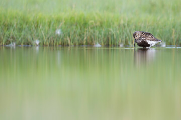 Bonte Strandloper, Dunlin, Calidris alpina