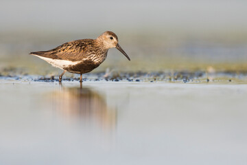 Bonte Strandloper, Dunlin, Calidris alpina