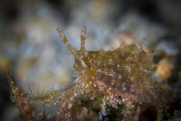 Colorful nudibranch seaslug on coral reef
