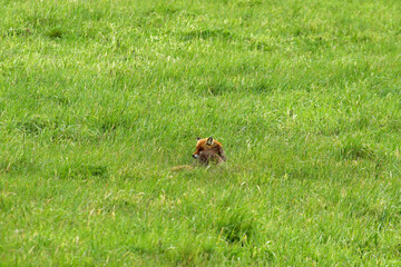 Red fox in Low Beskids, Poland