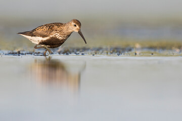 Bonte Strandloper, Dunlin, Calidris alpina