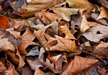 autumn leaves on the ground
dry leaves with the strong colors
