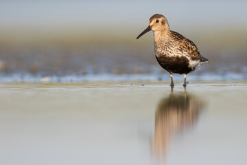 Bonte Strandloper, Dunlin, Calidris alpina