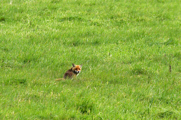 Red fox in Low Beskids, Poland