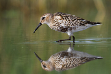 Bonte Strandloper, Dunlin, Calidris alpina