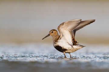 Bonte Strandloper, Dunlin, Calidris alpina