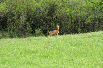 Roe deer in Low Beskids, Poland
