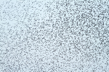 Bonte Strandloper, Dunlin, Calidris alpina