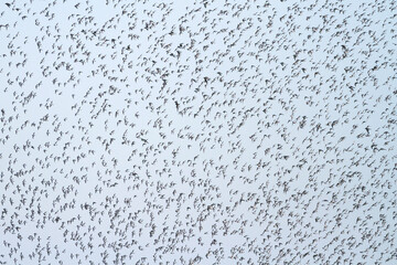 Bonte Strandloper, Dunlin, Calidris alpina