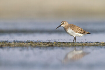 Bonte Strandloper, Dunlin, Calidris alpina