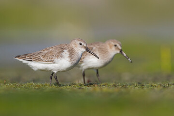 Bonte Strandloper, Dunlin, Calidris alpina