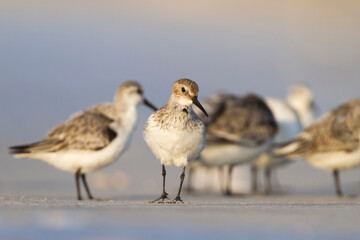 Bonte Strandloper, Dunlin, Calidris alpina